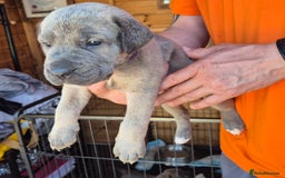Cane Corso dogs for sale: Cane Corso (Rare Full Formentino Litter) - Image 13