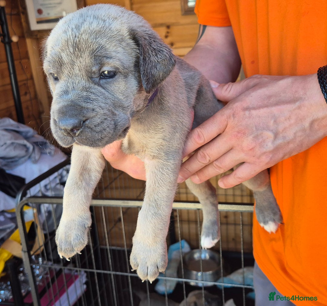 Cane Corso dogs for sale: Cane Corso (Rare Full Formentino Litter) - Image 13