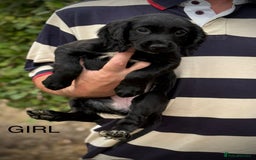 Cocker Spaniel dogs for sale: Beautiful cocker spaniel puppies - Image 4