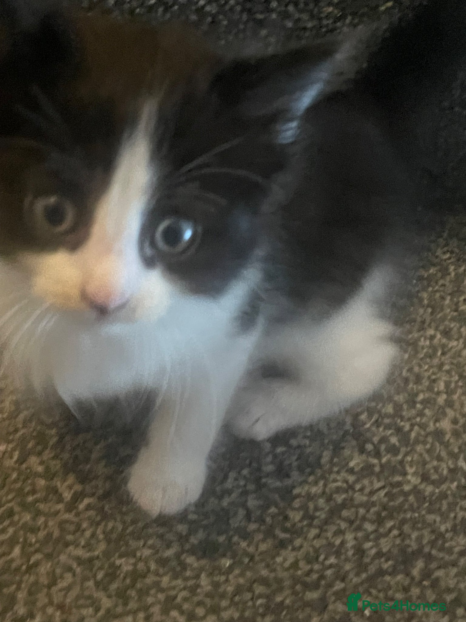 Turkish Van cats Only 1 male kitten left  - Advert 5