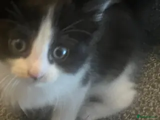 Turkish Van cats Only 1 male kitten left - Advert 5
