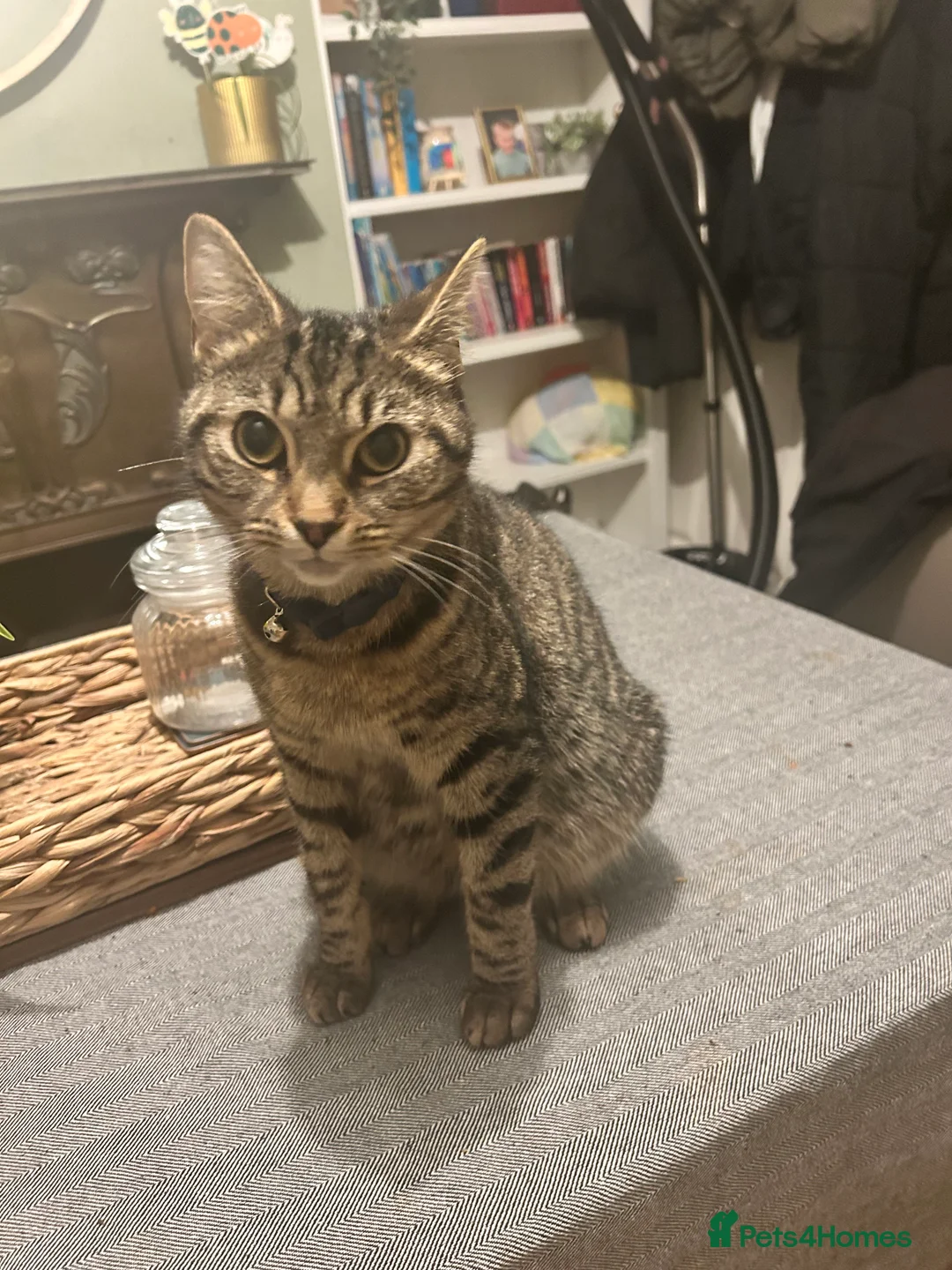 Mixed Breed cats for sale: Female Cat - Advert 2