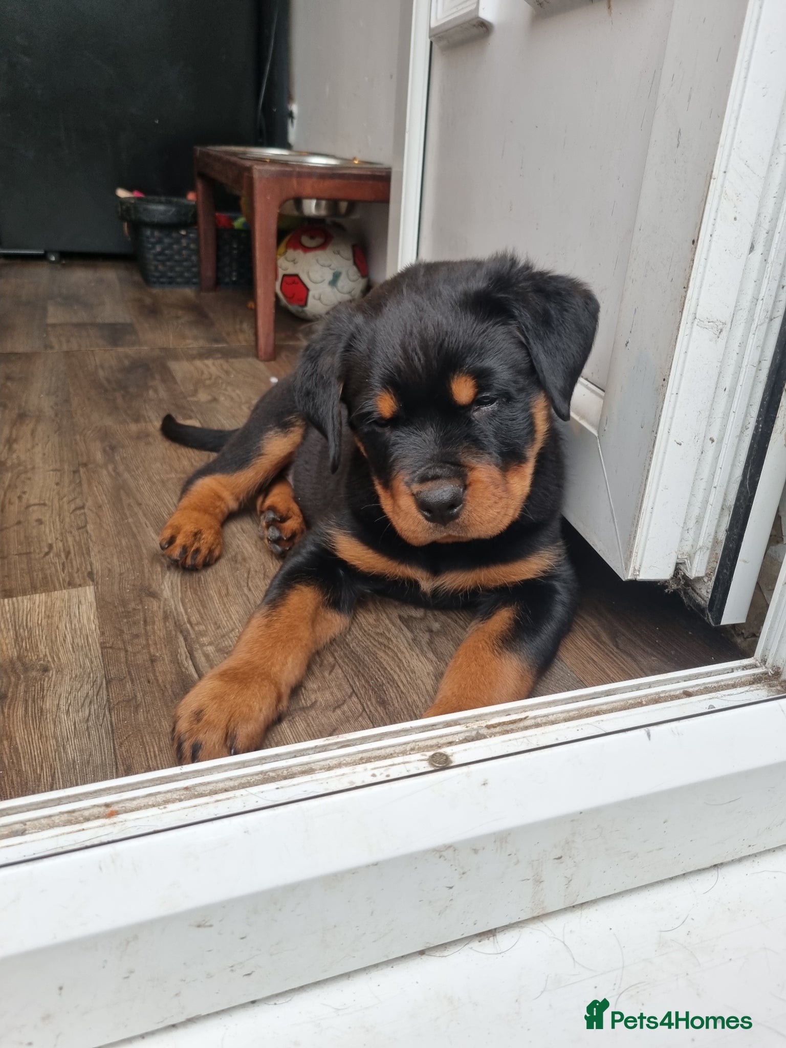 Rottweiler dogs Kc registered rottweiler pups - Advert 12