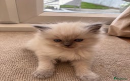 Ragdoll cats for sale: Beautiful ragdolls  - Image 10