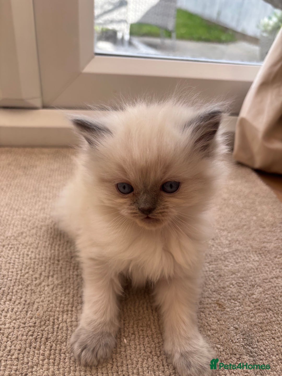 Ragdoll cats for sale: Beautiful ragdolls  - Image 10