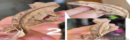 Gecko reptiles for sale: Baby, juvenile & 2 adult crested geckos for sale  - Advert 2