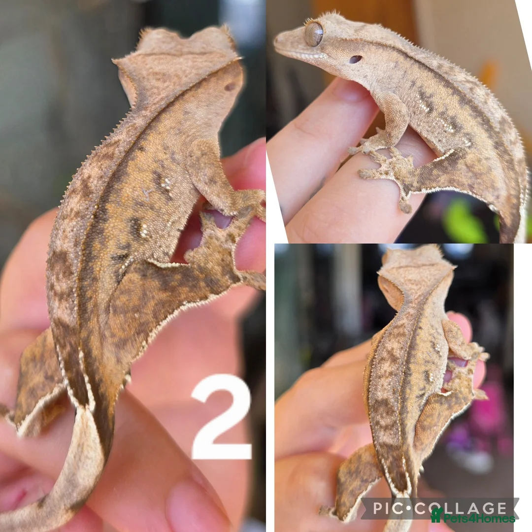 Gecko reptiles for sale: Baby, juvenile & 2 adult crested geckos for sale  - Advert 2