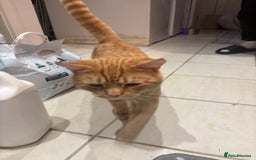 British Shorthair cats for sale: Beautiful ginger cat  - Image 5
