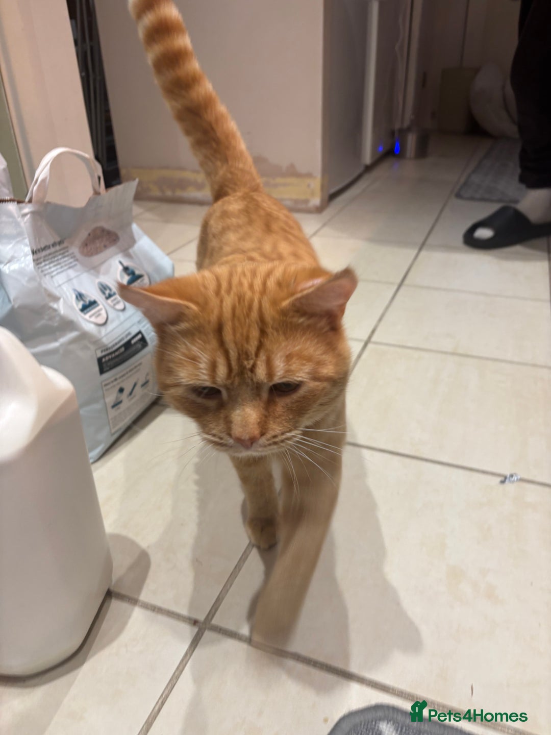 British Shorthair cats for sale: Beautiful ginger cat  - Image 5