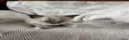 Ragdoll cats for sale: Beautiful main coon x ragdoll kittens  in Daventry - Advert 16