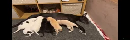 Lurcher dogs for sale: Collie whippet lab grey  - Advert 6