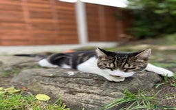 Mixed Breed cats for sale: 7 months old kitten in Leeds - Image 5