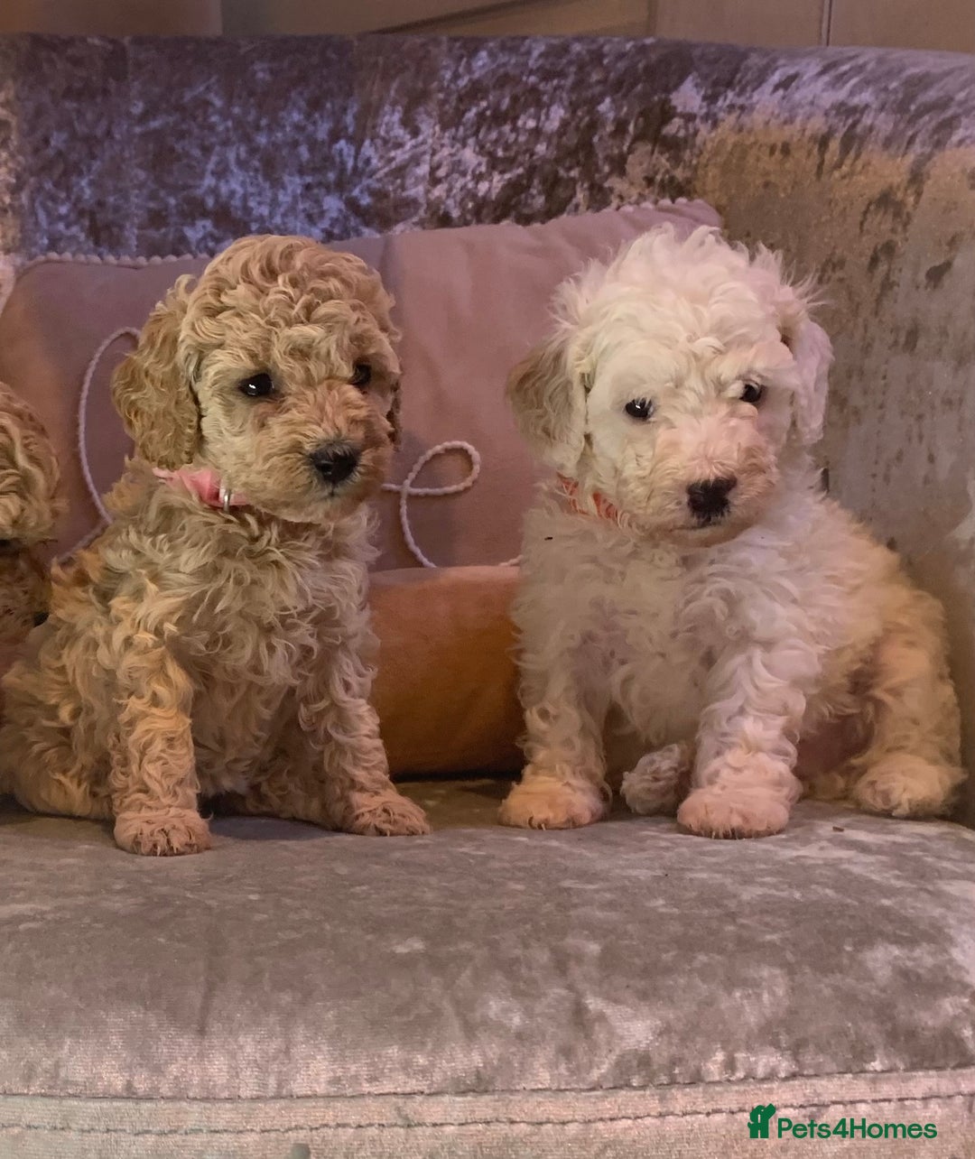 Toy Poodle dogs for sale: ✨Beautiful Litter of Healthy Poodle Puppies ✨🐩 - Advert 13