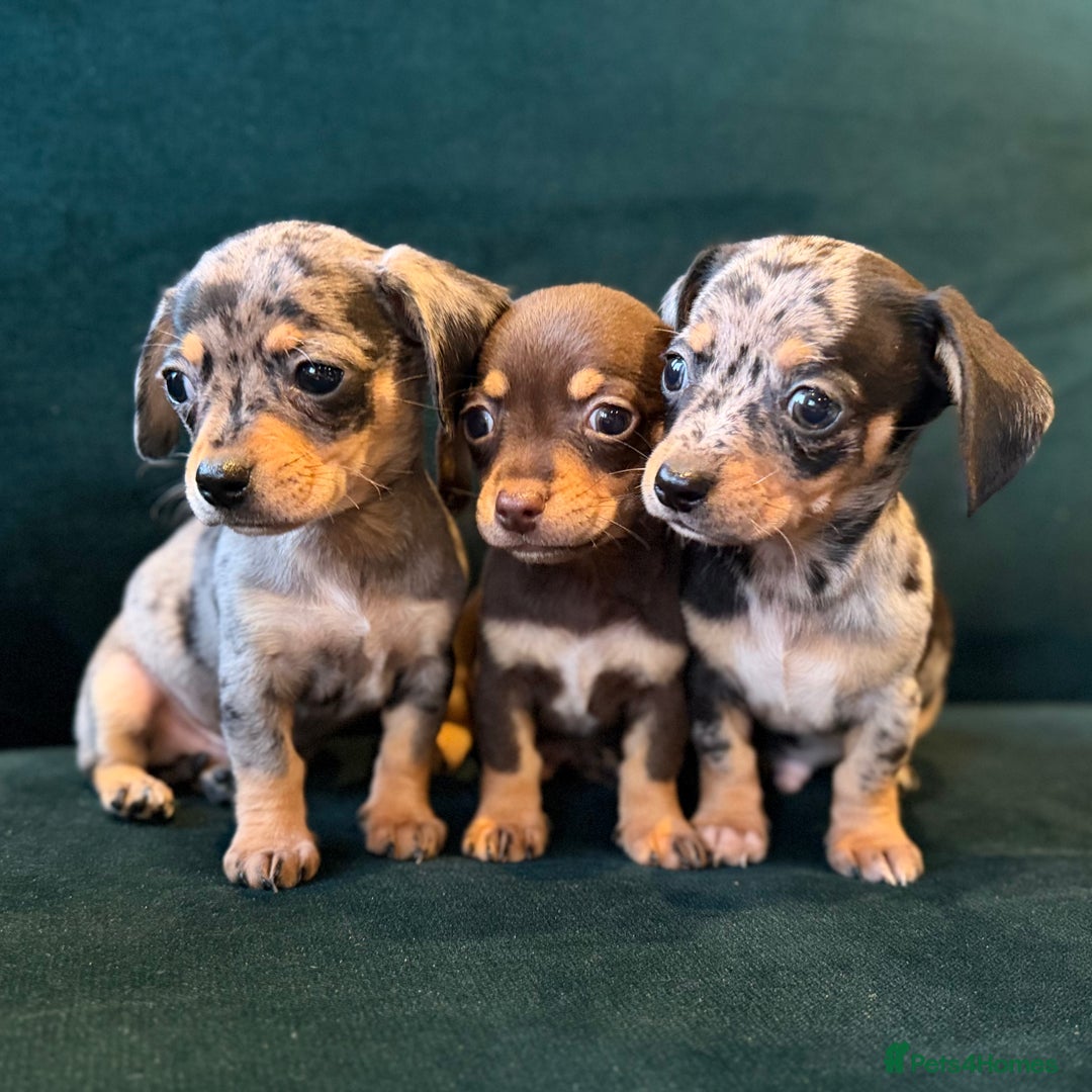 Mixed Breed dogs for sale: Chihuahua cross dachshund puppies  - Advert 8