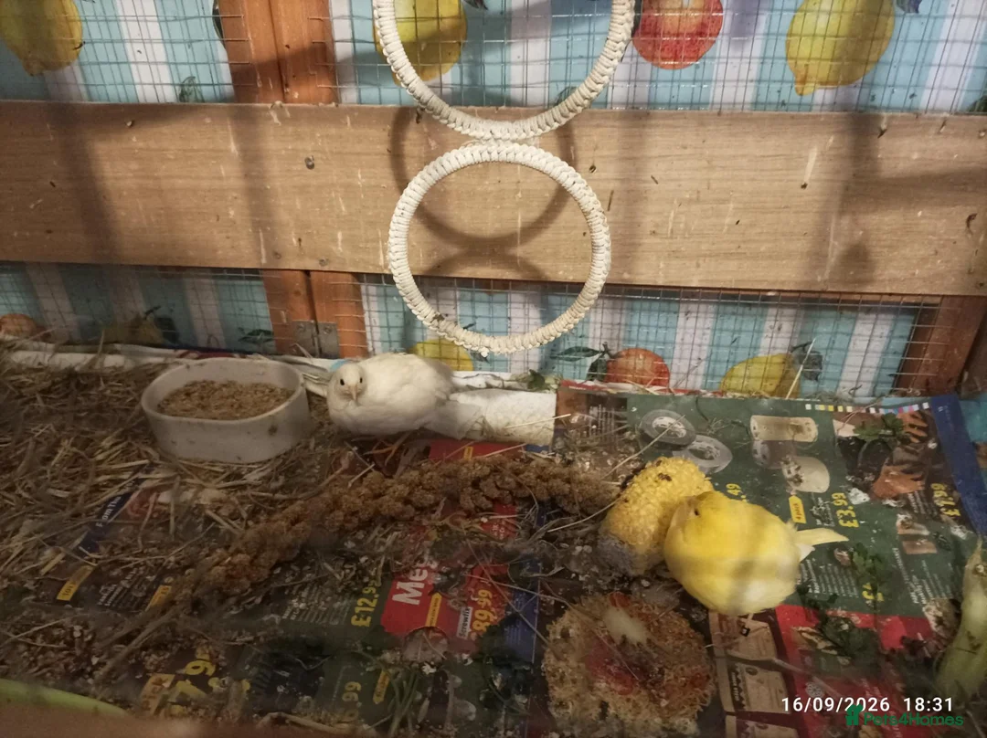 Quail poultry for sale: TINY BUTTON QUAILS Young Adults - Advert 7