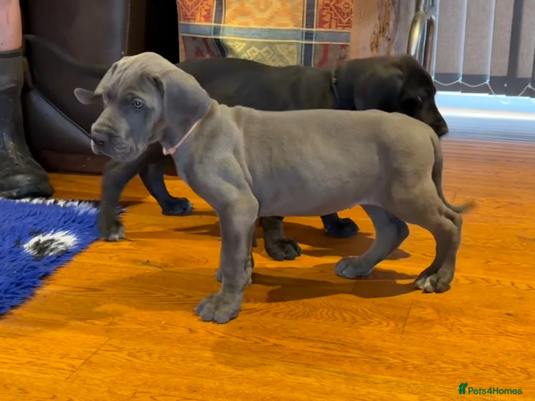 Great Dane dogs for sale: Blue & black puppies from health tested parents.  in Worksop - Advert 8