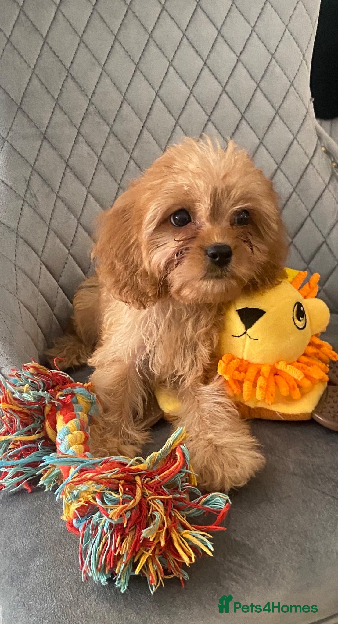 Cavapoo dogs F1 Toy Cavapoo puppies  - Advert 1
