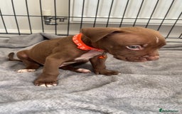 Staffordshire Bull Terrier dogs for sale: 5 PREMIUM STAFFS FOR SALE - Image 2
