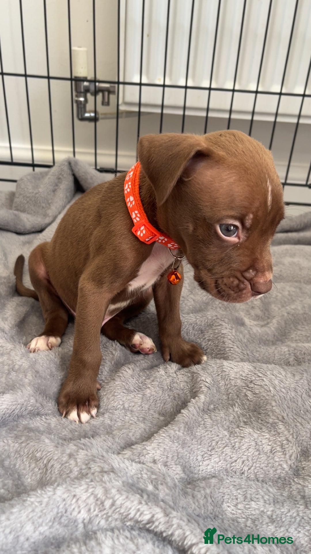 Staffordshire Bull Terrier dogs for sale: 5 PREMIUM STAFFS FOR SALE - Image 2