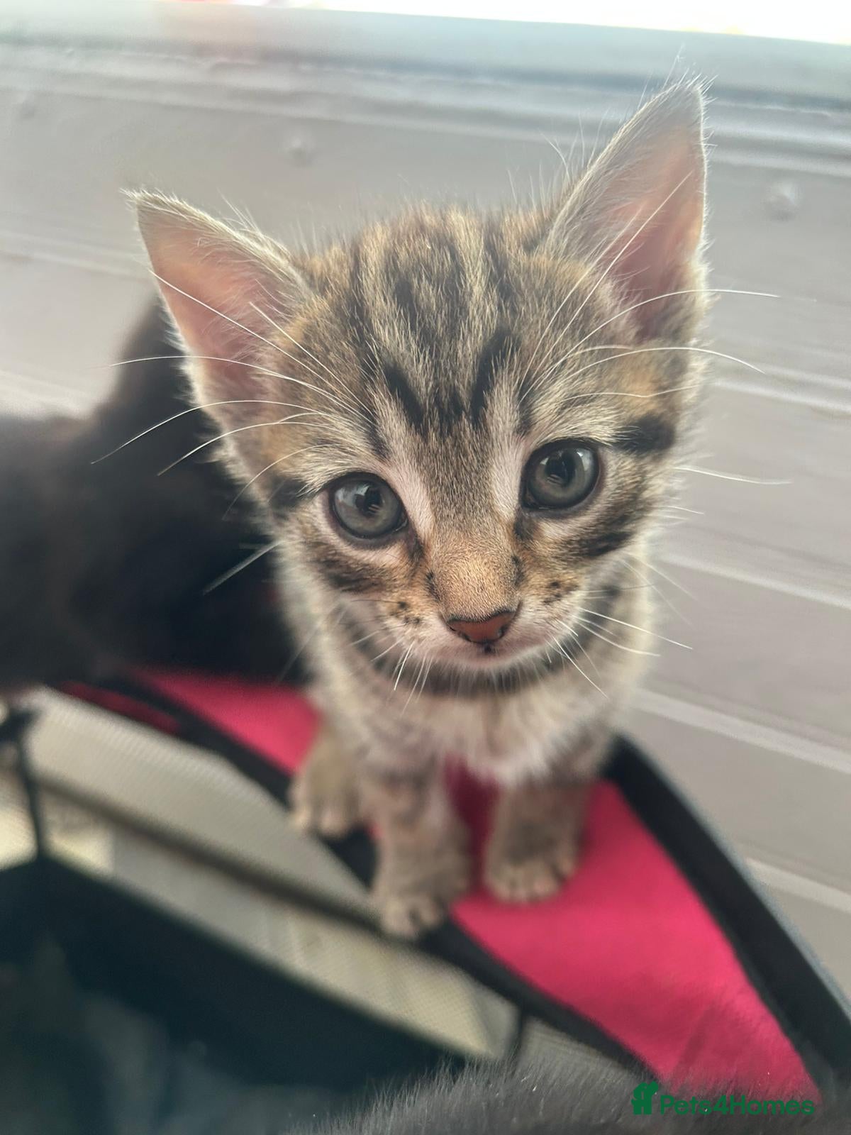 Mixed Breed cats Beautiful Half Siamese Kittens  - Advert 17