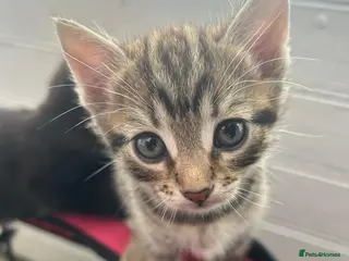 Mixed Breed cats Beautiful Half Siamese Kittens - Advert 1