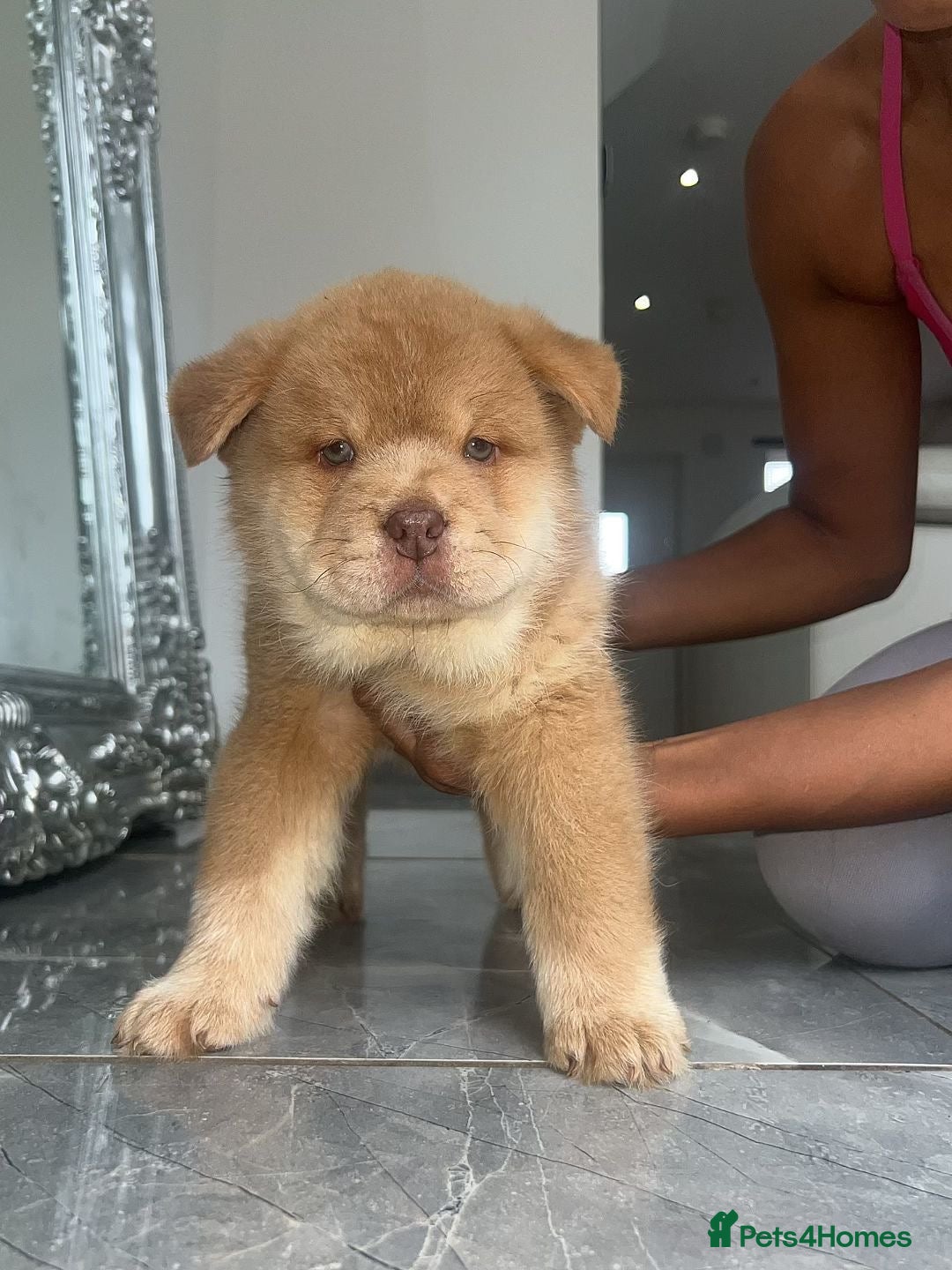 Chow Chow dogs for sale: Real life mini lion 💙🦁 - Image 2