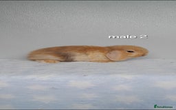 Mini Lop rabbits for sale: Stunning pure breed mini lops - Image 6