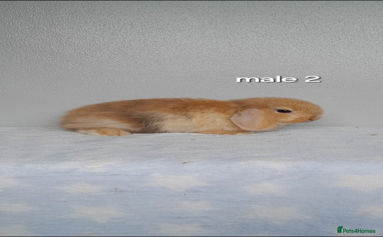 Mini Lop rabbits - Advert 1