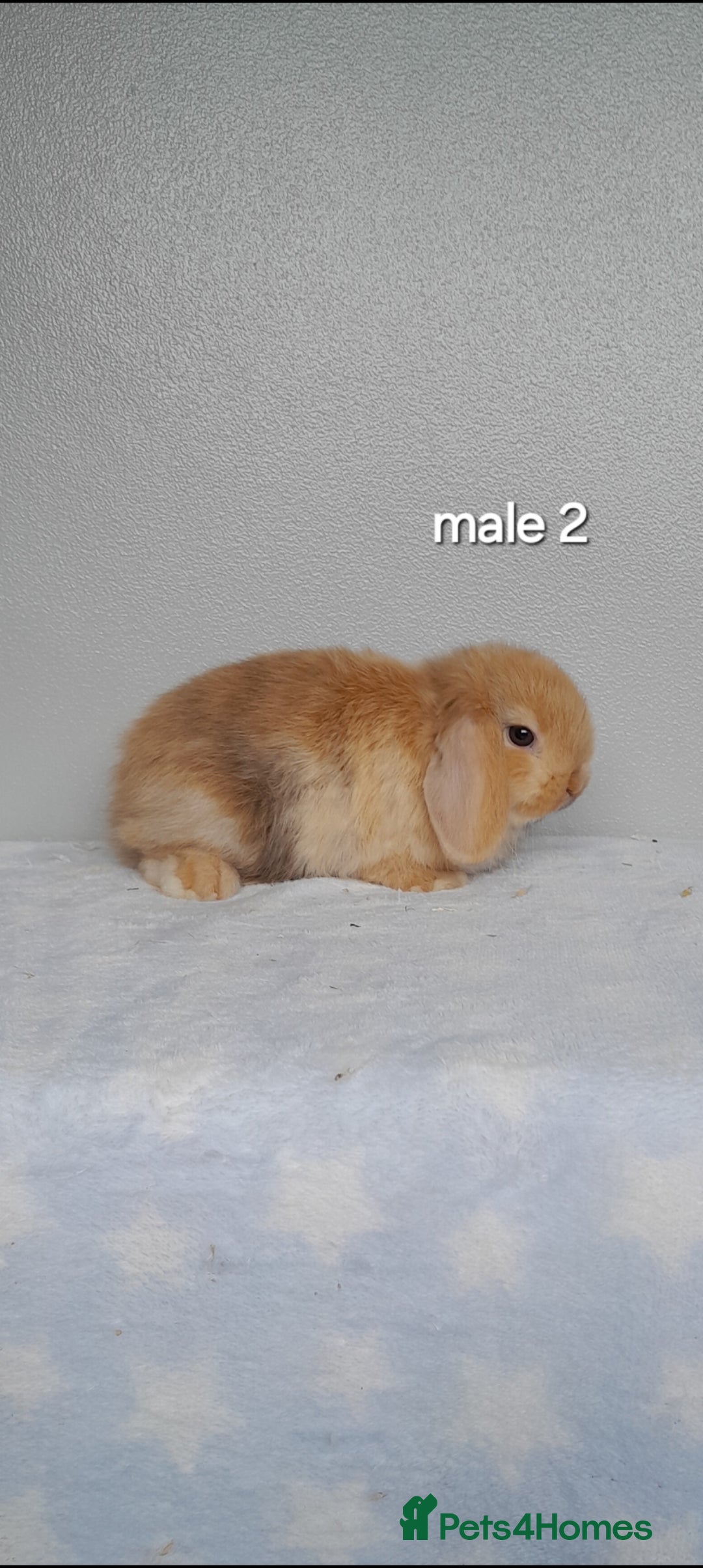 Mini Lop rabbits for sale: Stunning pure breed mini lops - Image 6