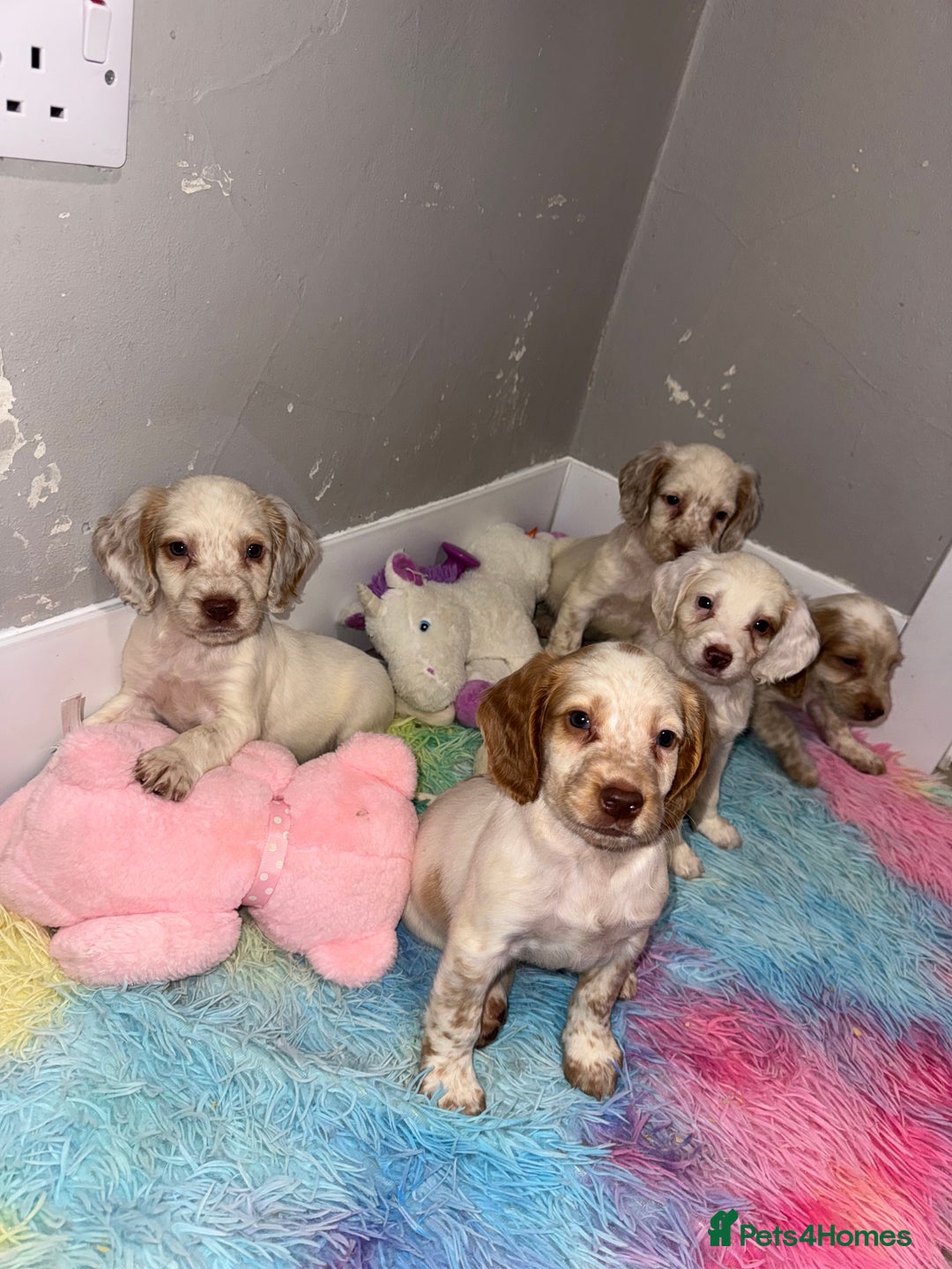Cocker Spaniel dogs for sale: Cocker spaniel puppies  - Image 3