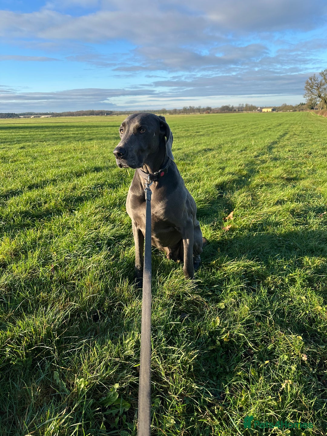 Weimaraner dogs for sale: 9 years old Winston looking for a new home  - Image 3