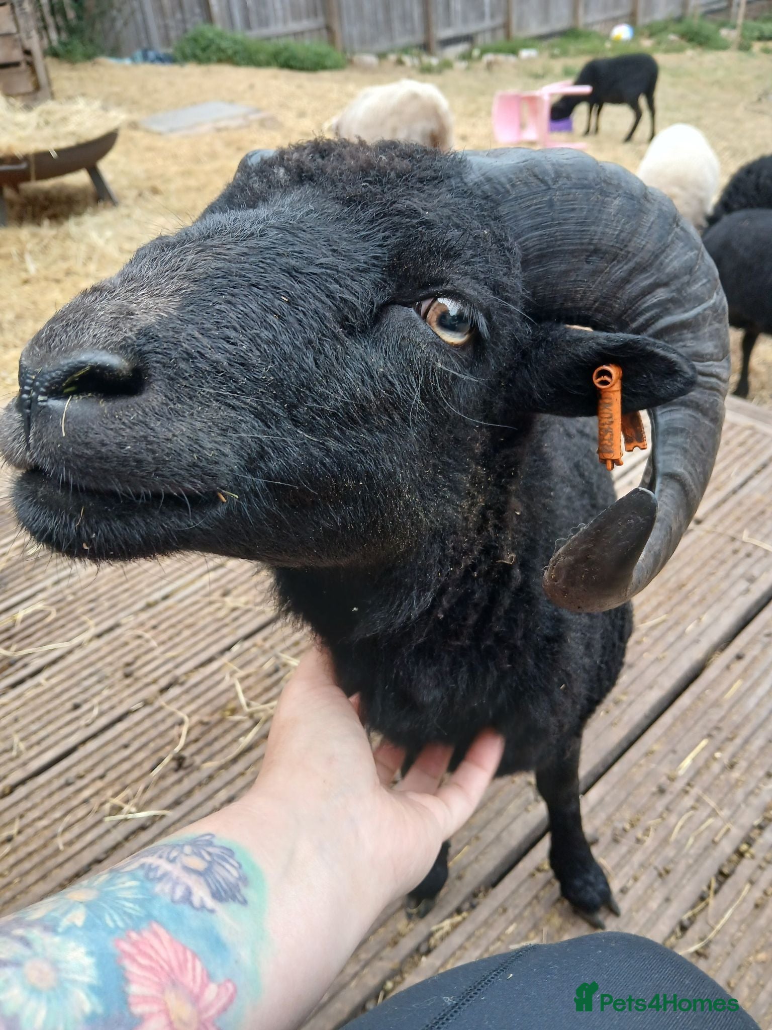 Sheep livestock Registered Pedigree Ouessant wether and ram lamb - Advert 15