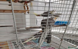 Cockatiels birds for sale: lovely cockatiels - Image 2