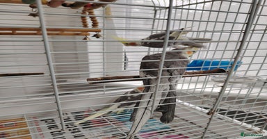 Cockatiels birds - Advert 11