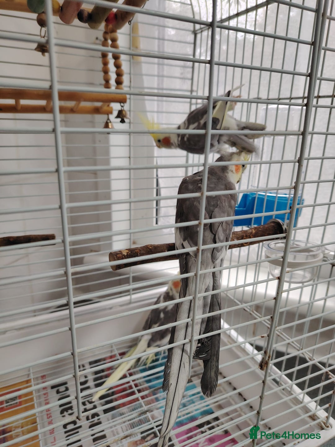 Cockatiels birds for sale: lovely cockatiels - Image 2