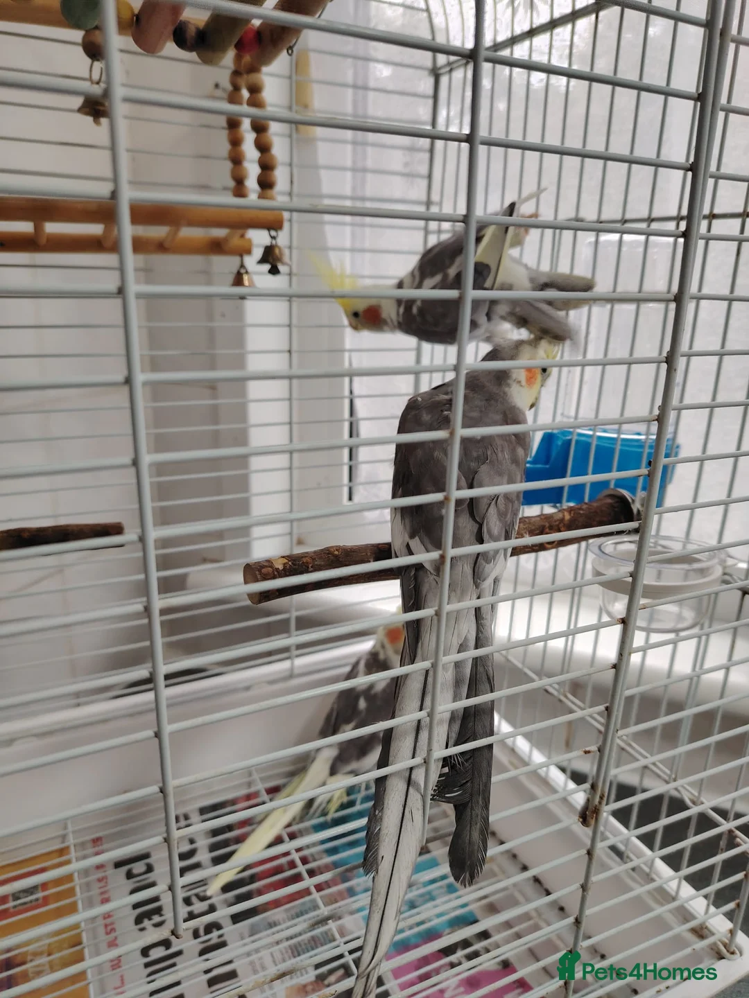 Cockatiels birds for sale: lovely cockatiels - Advert 2