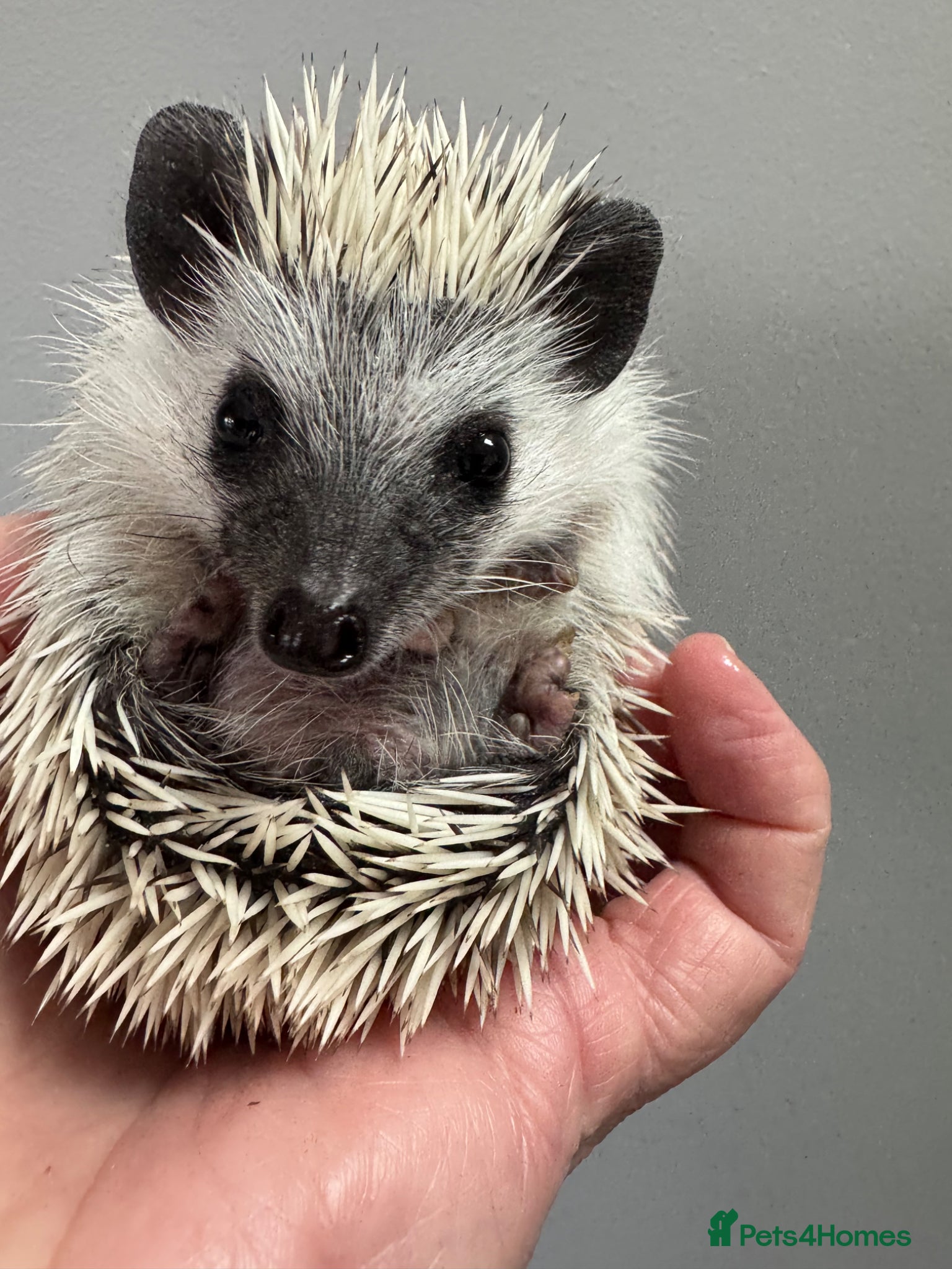 Pygmy Hedgehog rodents 8-10 wk old babies/various colours/masks READY!  - Advert 1