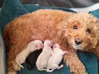 Cavapoo dogs Cavapoo - Advert 1