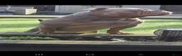 American Bully dogs for stud: American Exotic Pocket Bully for STUD - Advert 4