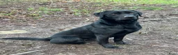 Labrador Retriever dogs for sale: Beautiful litter of labrador pups in Stockton-on-Tees - Advert 18