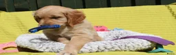 Golden Retriever dogs for sale: READY TO LEAVE Litter of Golden Retriever puppies - Advert 24