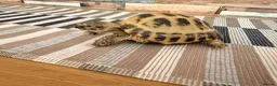 Tortoise reptiles for sale: Horse field tortoise in Dudley - Advert 6