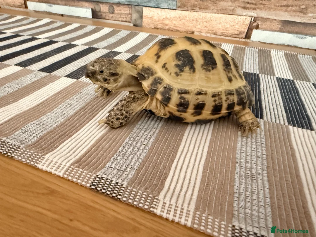 Tortoise reptiles for sale: Horse field tortoise in Dudley - Advert 6