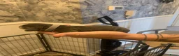Dachshund dogs for sale: Dachshund Pupies(Loverly Colours) - Advert 10