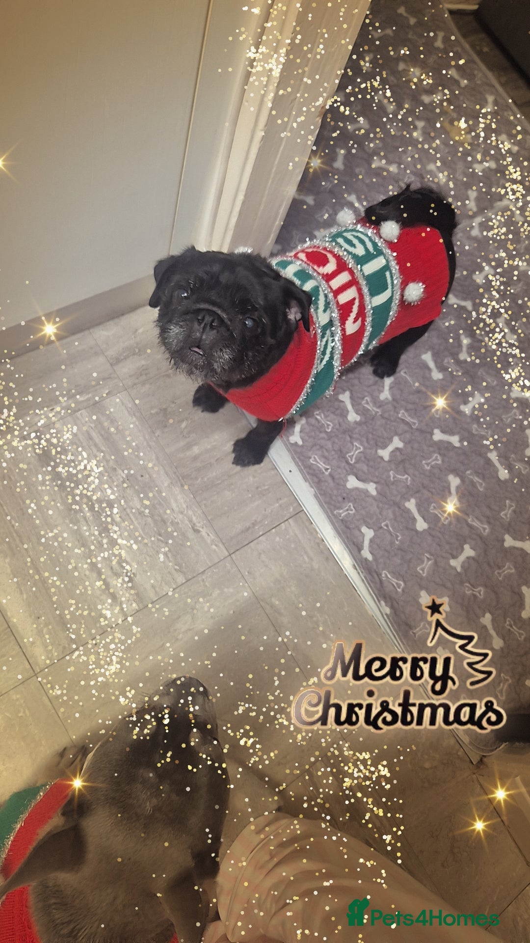 Pug dogs for sale: Lacey - Advert 2