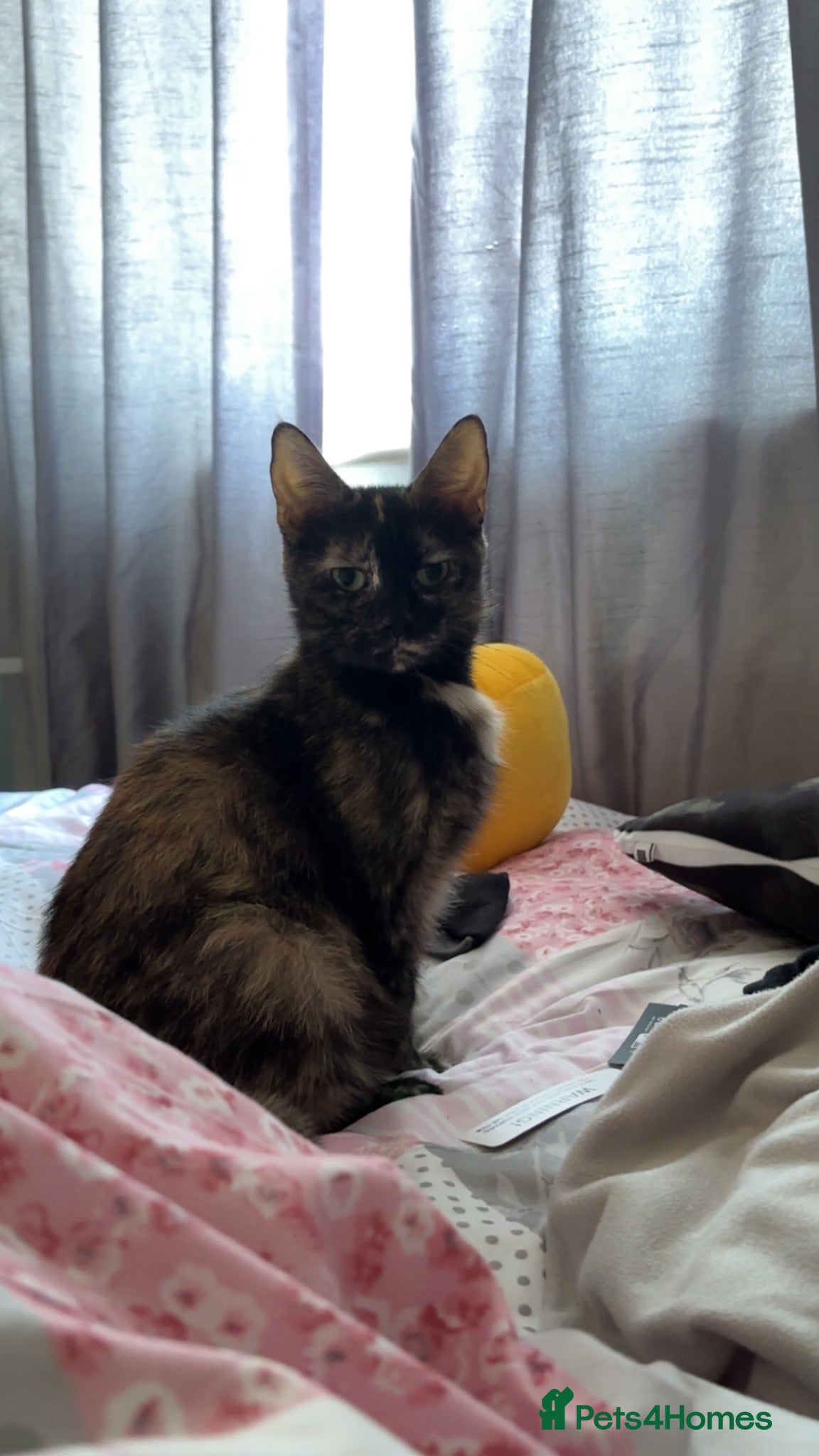 Domestic Shorthair cats 3 Domestic shorthair kittens  - Advert 1