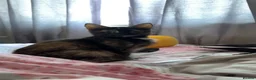 Domestic Shorthair cats for sale: 3 Domestic shorthair kittens  - Advert 1