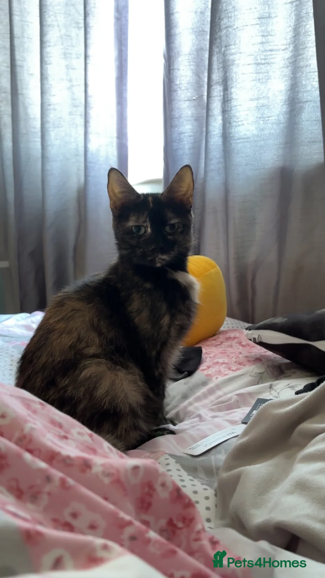 Domestic Shorthair cats for sale: 3 Domestic shorthair kittens  - Advert 1