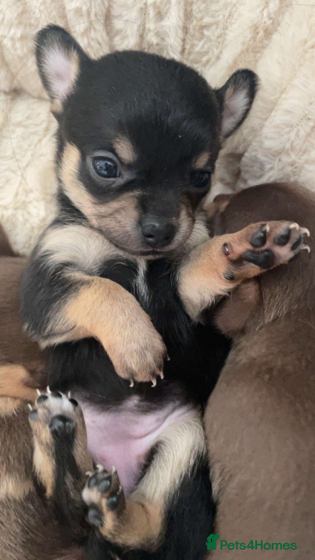 Chihuahua dogs for sale: Chihuahua Puppies Looking for Their Forever Homes - Image 8