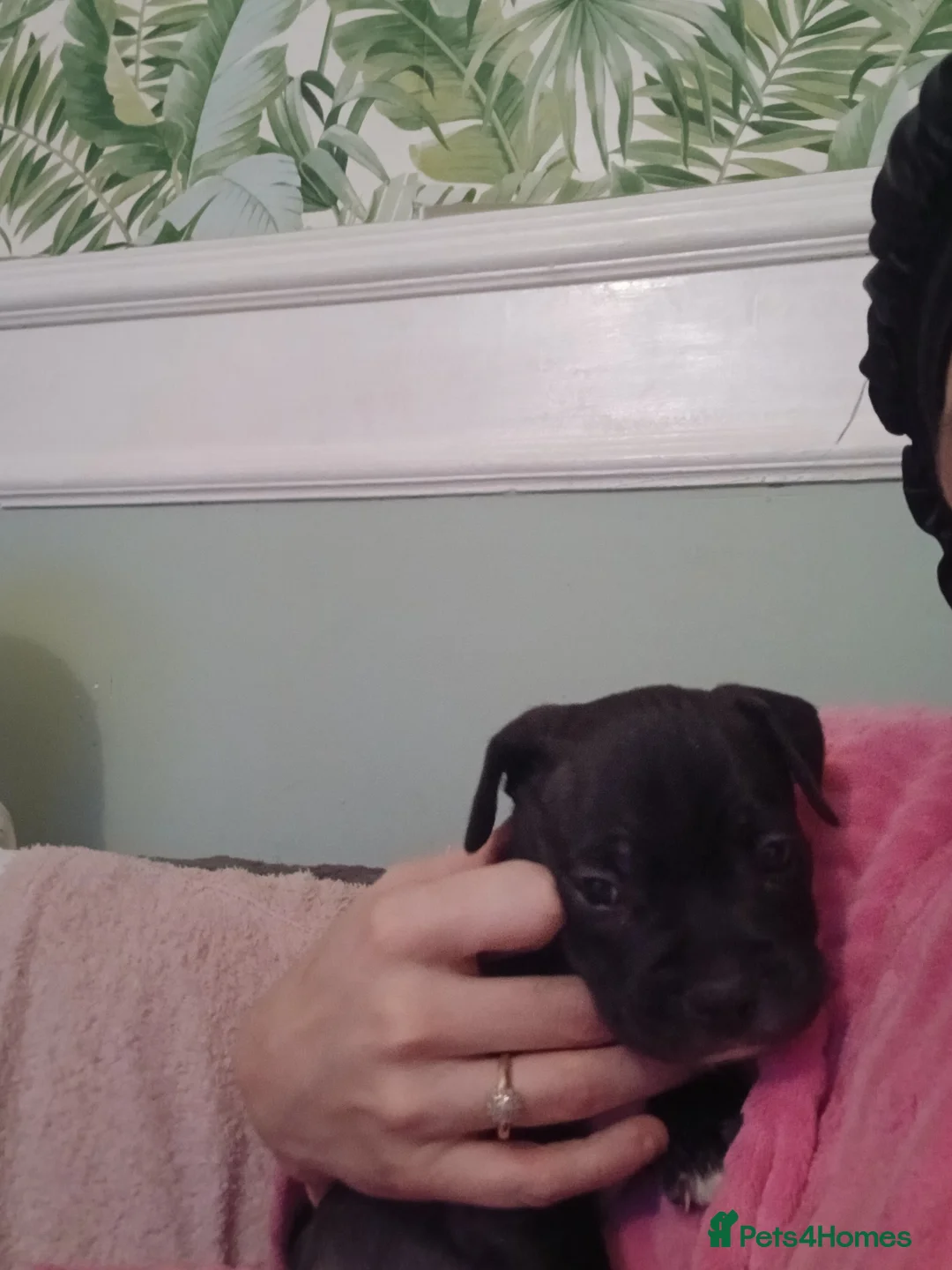 Mixed Breed dogs for sale: 4 beautiful puppies ready for their forever homes  - Advert 15